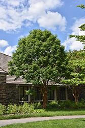 Paperbark Maple (Acer griseum) at Lurvey Garden Center