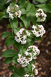 Fragrant Abelia (Abelia mosanensis) at Lurvey Garden Center
