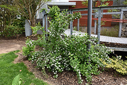 Fragrant Abelia (Abelia mosanensis) at Lurvey Garden Center