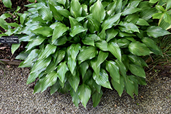 Lanceleaf Hosta (Hosta lancifolia) at Lurvey Garden Center