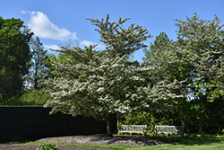 Winter King Hawthorn (Crataegus viridis 'Winter King') at Lurvey Garden Center