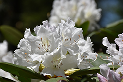 Boule de Neige Rhododendron (Rhododendron 'Boule de Neige') at Lurvey Garden Center