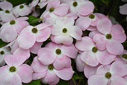Stellar Pink Flowering Dogwood (Cornus 'Stellar Pink') at Lurvey Garden Center