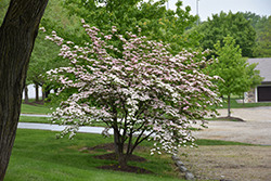 Stellar Pink Flowering Dogwood (Cornus 'Stellar Pink') at Lurvey Garden Center