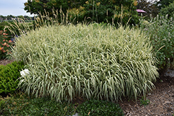 Tricolor Ribbon Grass (Phalaris arundinacea 'Feecy's Form') at Lurvey Garden Center