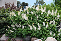 Bottlebrush Buckeye (Aesculus parviflora) at Lurvey Garden Center