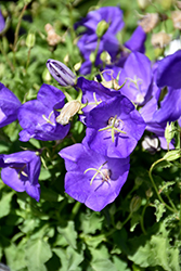 Pearl Deep Blue Bellflower (Campanula carpatica 'Pearl Deep Blue') at Lurvey Garden Center