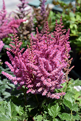 Little Vision In Pink Chinese Astilbe (Astilbe chinensis 'Little Vision In Pink') at Lurvey Garden Center