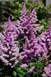 Little Vision In Purple Chinese Astilbe (Astilbe chinensis 'Little Vision In Purple') at Lurvey Garden Center
