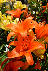 Brunello Lily (Lilium 'Brunello') at Lurvey Garden Center