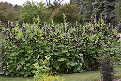 Black Hollyhock (Alcea rosea 'Nigra') at Lurvey Garden Center