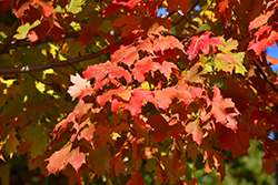Autumn Splendor Sugar Maple (Acer saccharum 'Autumn Splendor') at Lurvey Garden Center