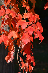 Caddo Sugar Maple (Acer saccharum 'Caddo') at Lurvey Garden Center