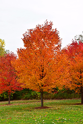 Commemoration Sugar Maple (Acer saccharum 'Commemoration') at Lurvey Garden Center