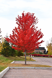 Scarlet Sentinel Maple (Acer x freemanii 'Scarlet Sentinel') at Lurvey Garden Center