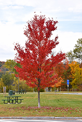 Autumn Fantasy Maple (Acer x freemanii 'Autumn Fantasy') at Lurvey Garden Center