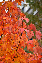 Bowhall Red Maple (Acer rubrum 'Bowhall') at Lurvey Garden Center