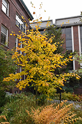 Moosewood (Acer pensylvanicum) at Lurvey Garden Center