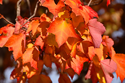 Red Maple (Acer rubrum 'var. rubrum') at Lurvey Garden Center