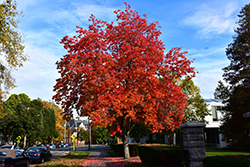 Red Maple (Acer rubrum 'var. rubrum') at Lurvey Garden Center