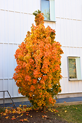 Millane's Dwarf Sugar Maple (Acer saccharum 'Millane's Dwarf') at Lurvey Garden Center