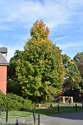 Green Column Sugar Maple (Acer saccharum 'Green Column') at Lurvey Garden Center