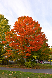 Oregon Trail Sugar Maple (Acer saccharum 'Hiawatha 1') at Lurvey Garden Center