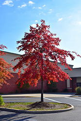 Pin Oak (Quercus palustris) at Lurvey Garden Center