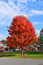 Autumn Splendor Sugar Maple (Acer saccharum 'Autumn Splendor') at Lurvey Garden Center
