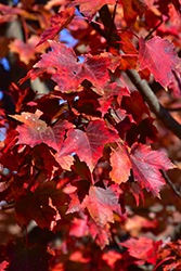 Autumn Flame Red Maple (Acer rubrum 'Autumn Flame') at Lurvey Garden Center
