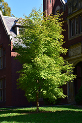 Three Flowered Maple (Acer triflorum) at Lurvey Garden Center