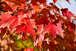 Sun Valley Red Maple (Acer rubrum 'Sun Valley') at Lurvey Garden Center