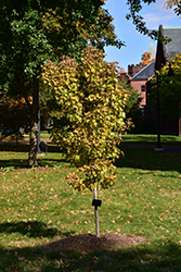 Jordan Full Moon Maple (Acer shirasawanum 'Jordan') at Lurvey Garden Center