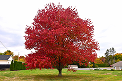 Red Maple (Acer rubrum) at Lurvey Garden Center