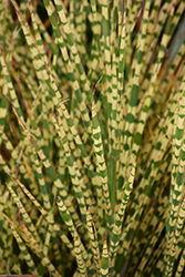 Gold Bar Maiden Grass (Miscanthus sinensis 'Gold Bar') at Lurvey Garden Center