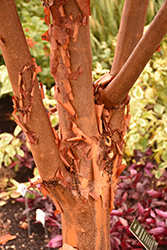Paperbark Maple (Acer griseum) at Lurvey Garden Center