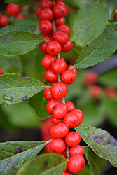 Red Sprite Winterberry (Ilex verticillata 'Red Sprite') at Lurvey Garden Center