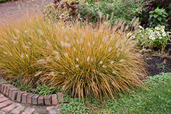 Hameln Dwarf Fountain Grass (Pennisetum alopecuroides 'Hameln') at Lurvey Garden Center