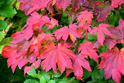 Vitifolium Fullmoon Maple (Acer japonicum 'Vitifolium') at Lurvey Garden Center