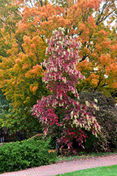 Sourwood (Oxydendrum arboreum) at Lurvey Garden Center