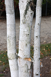 Whitebark Himalayan Birch (Betula utilis 'var. jacquemontii') at Lurvey Garden Center