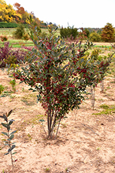 Brilliantissima Red Chokeberry (Aronia arbutifolia 'Brilliantissima') at Lurvey Garden Center