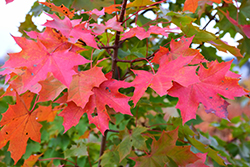 Norwegian Sunset Maple (Acer 'Keithsform') at Lurvey Garden Center