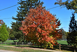 Ruby Frost Red Maple (Acer rubrum 'Polara') at Lurvey Garden Center