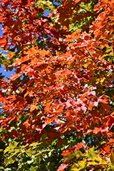 Endowment Sugar Maple (Acer saccharum 'Endowment') at Lurvey Garden Center