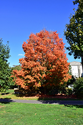 Bonfire Sugar Maple (Acer saccharum 'Bonfire') at Lurvey Garden Center