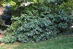 Alleghany Viburnum (Viburnum x rhytidophylloides 'Alleghany') at Lurvey Garden Center