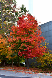 Fall Fiesta Sugar Maple (Acer saccharum 'Bailsta') at Lurvey Garden Center