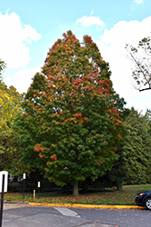 Arrowhead Sugar Maple (Acer saccharum 'Arrowhead') at Lurvey Garden Center