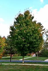 Steeple Sugar Maple (Acer saccharum 'Astis') at Lurvey Garden Center